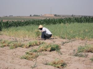 黄土高坡上十年九旱的地方，豌豆收获的季节。