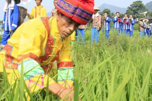 湖南新晃侗藏红米种植系统