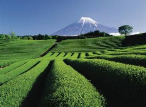 日本精致农业