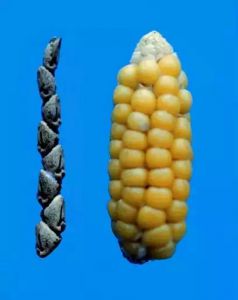 玉米和大刍草。图news.wustl.edu