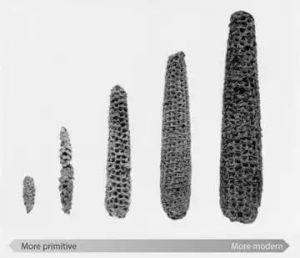 考古学者发现的玉米样本，自古至今它们有着惊人的相似。图© Robert S. Peabody Museum of Archaeology