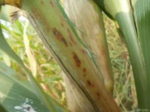 玉米褐斑病一般会在叶鞘上有表现，就像这样出现一个一个紫红色的病斑。