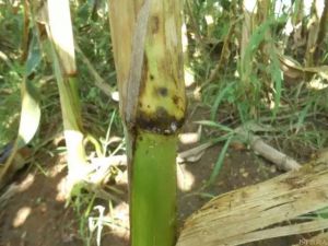 而且它可以深入叶鞘，一直侵染到茎秆上，这就是玉米的纹枯病。