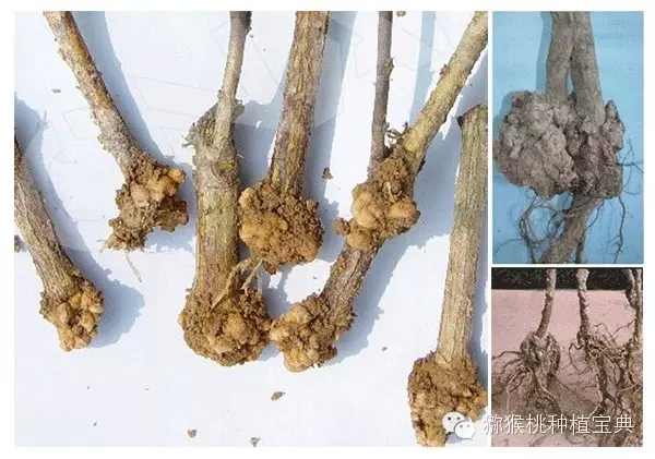 红心猕猴桃苗木根瘤病防治方法