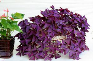 紫叶榨浆草