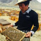 西藏养蜂人