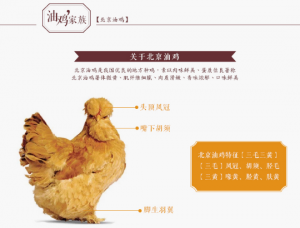 北京油鸡特征