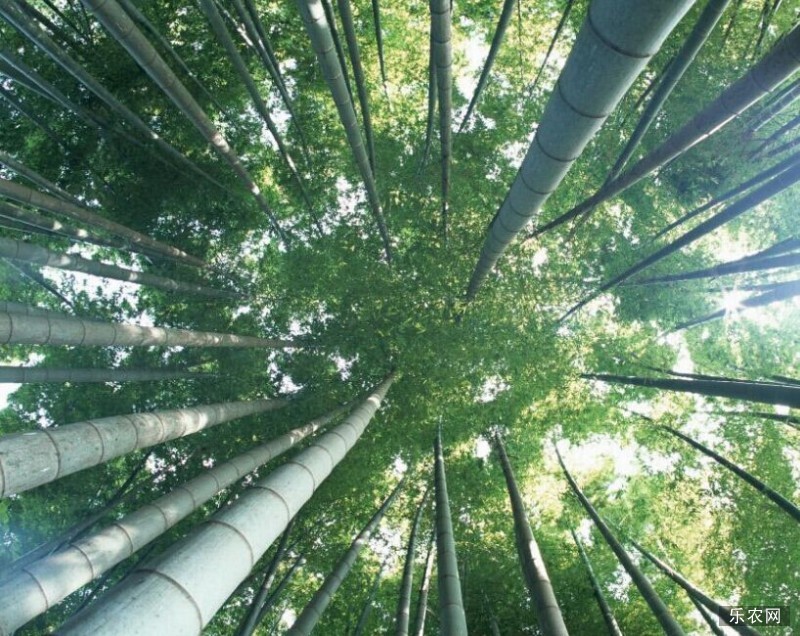  怎样种植毛竹 毛竹的种植技术