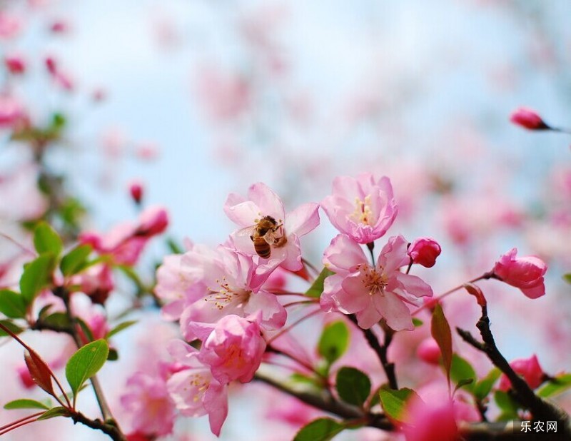 日本樱花的传说 樱花的传说是真的吗