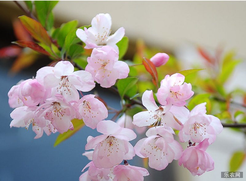 樱花种植方法 樱花种植技术 樱花怎么管理