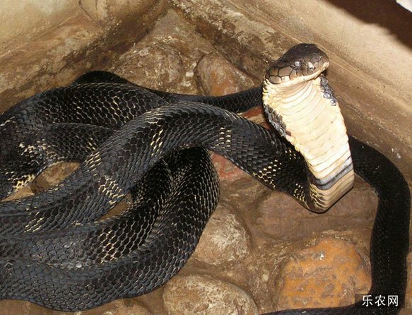 眼镜王蛇的养殖技术