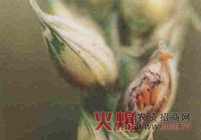 小麦吸浆虫农药防治新措施