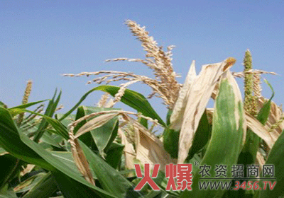 玉米