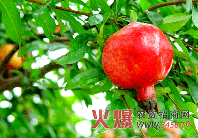 石榴