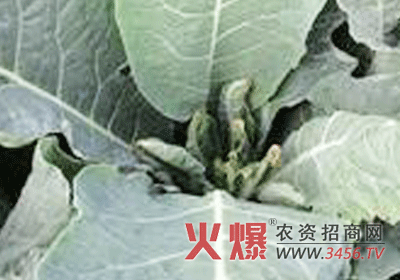 蔬菜缺钙应采取的补钙措施