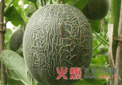 “中蜜1号”网纹甜瓜巧栽培