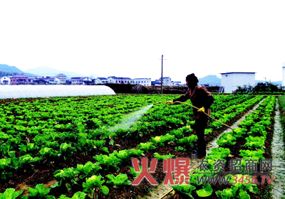 蔬菜施用化学肥料七注意