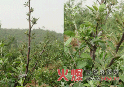 苹果树缺钙根据原因来防治