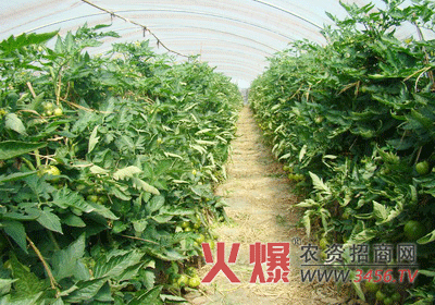 夏季农药需合理使用才有效