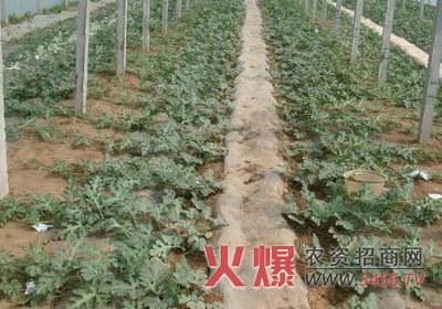 西瓜授粉抓住关键早上市