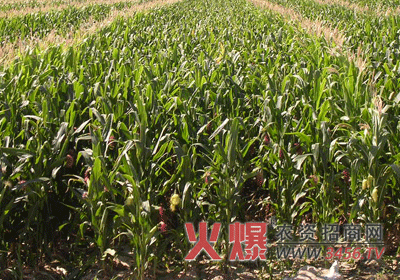 玉米种子选用要合格