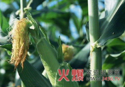 防治玉米色二孢穗腐病的技巧