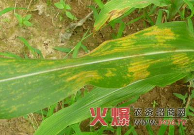 玉米弯孢叶斑病的防治对策
