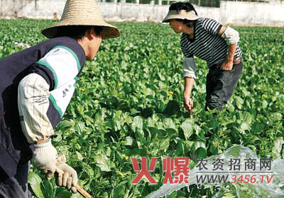 蔬菜的浇水策略