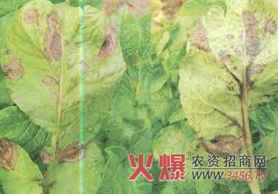 采用药剂防治马铃薯早疫病