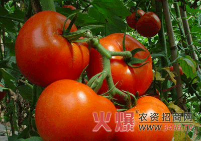 番茄二次结果的栽培技巧