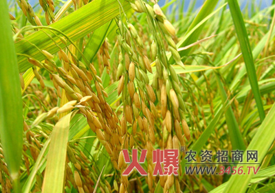 水稻倒伏该怎么办？