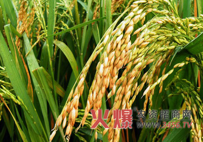 水稻灌浆结实期如遭遇极端天气该怎么处理？