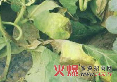 西瓜死秧
