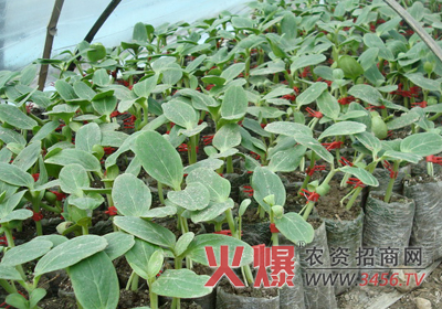 西瓜育苗的多种方法