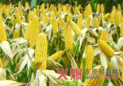 玉米