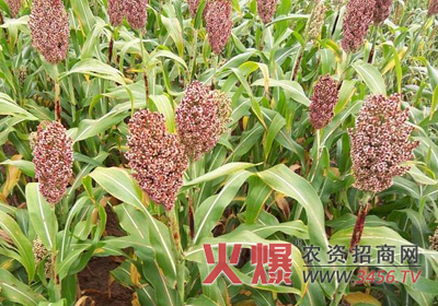 高粱也是农民朋友经常种植的农作物,在高粱的生长过程中为了能够让