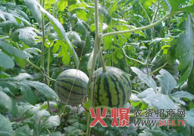 西瓜