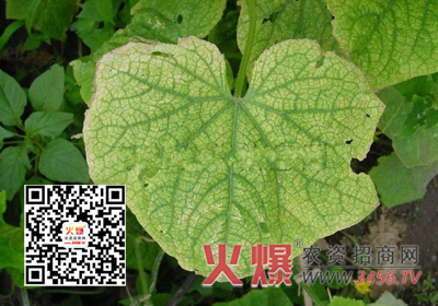 瓜菜病虫害