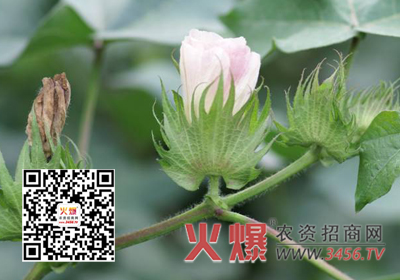 棉花蕾期