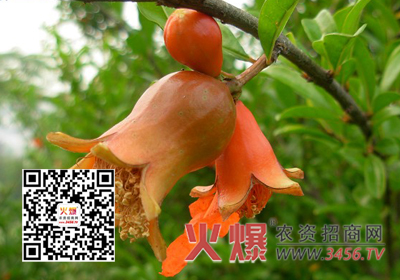 石榴茎窗蛾