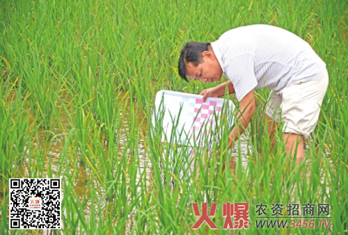 简单叙述水稻坐蔸防治技巧