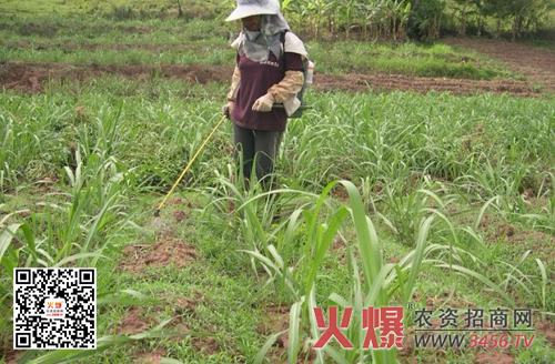 玉米田地杂草防治管理技巧