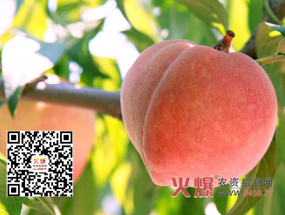 农资网教您:桃子挑选有妙招
