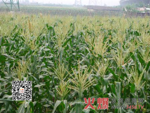 玉米种植在雨季的防护措施
