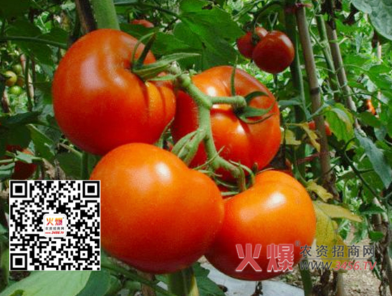 蔬菜叶片生理性充水现象