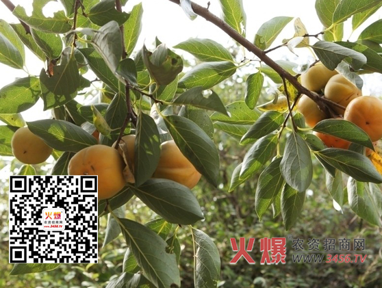 柿子树