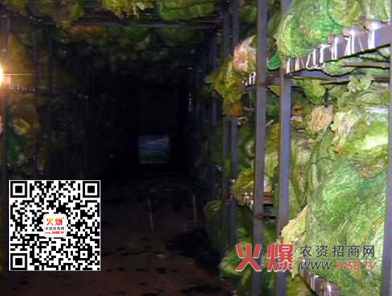 贮藏大白菜易发生烂窖