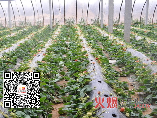 大棚草莓的管理