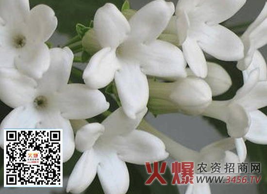 茉莉花怎么养，茉莉花的养殖方法和注意事项