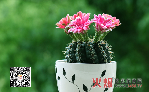 仙人球的养殖方法和注意事项